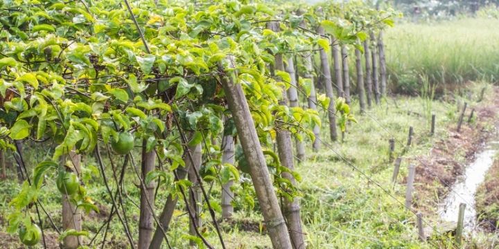 passion fruit farming in Kenya