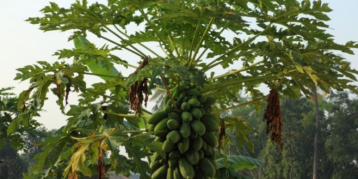 Pawpaw plant with unripe fruits