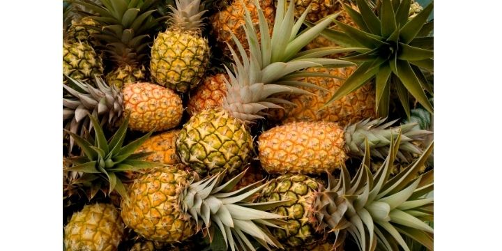 Pineapple fruits growing in Kenya