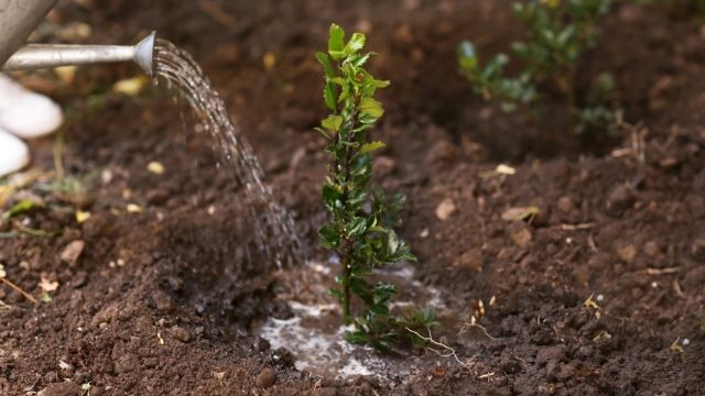 watering / irrigation of fruit trees