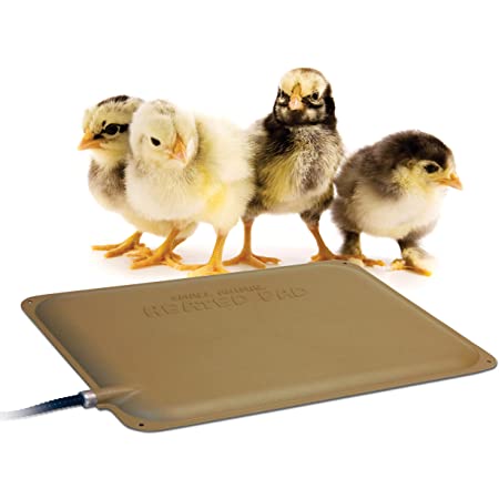 chicken on a thermo peep heated pad
