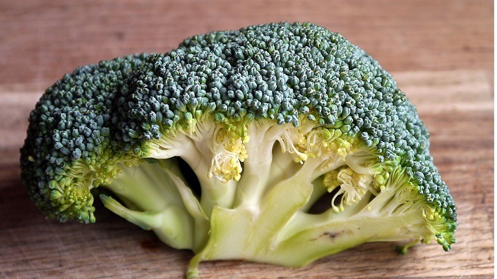 A picture of healthy broccoli horticulture vegetable