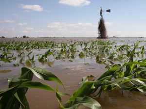 a corn field submerged under water
