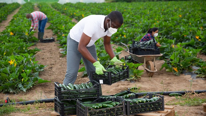 horticulture farming