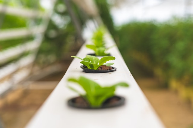 vegetable growing on a vertical farm system