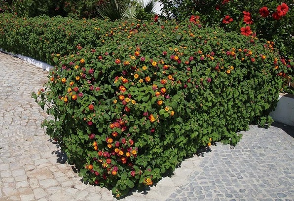 red lantana hedge