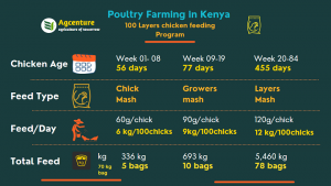 inforgraphic of layers chicken feeding program