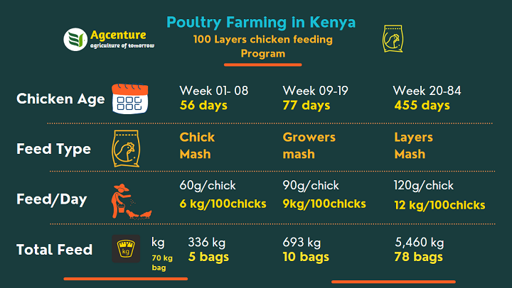 chicken  feeding program inforgraphic