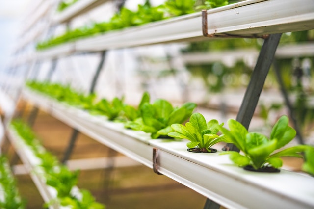 lettuce vegetables growing on a vertical garden