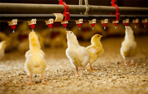 chicks drinking water from automatic nozzles