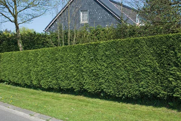 Kei Apple hedge with a house background