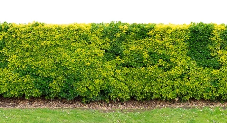 well trimmed duranta hedge kenya