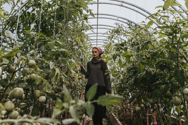 A woman standing in a tomato greenhouse