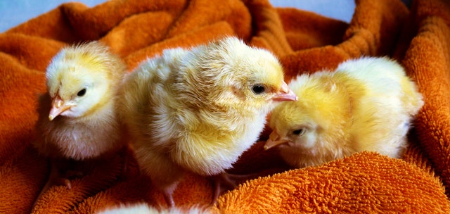 three chicks on a warm blanket