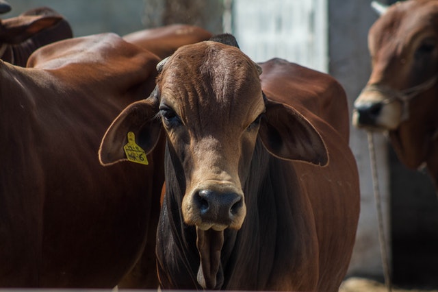 Beef farming in Kenya