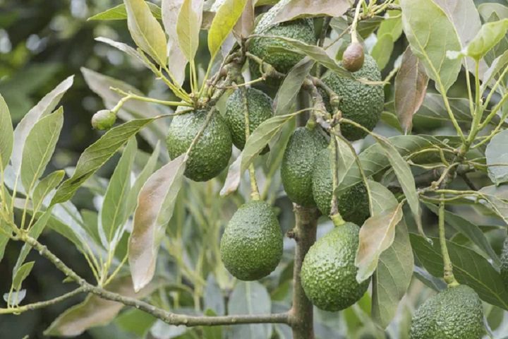 avocado farming in kenya- varieties