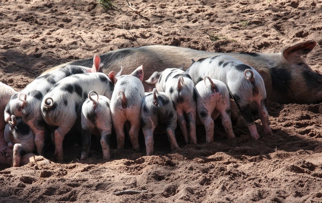 Can Pig Farming in Kenya Make You Rich?