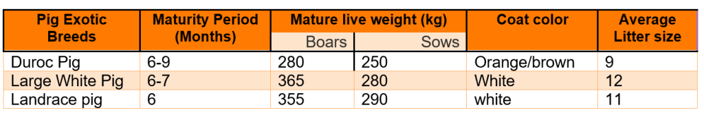 Pig breeds in Kenya