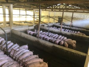 Pig farming in Kenya