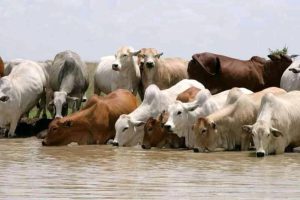 beef cattle drinking water on a river