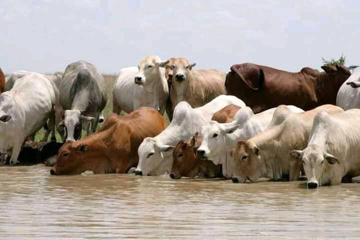 Beef farming in Kenya, How much money can you make?