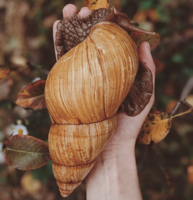 Can Snail farming in Kenya Make you Rich?