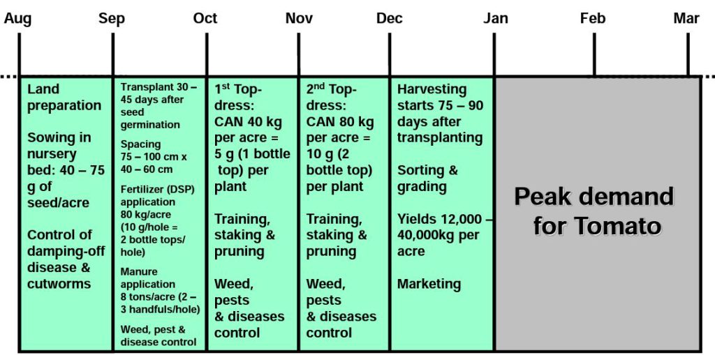 Tomato growing calendar of activities