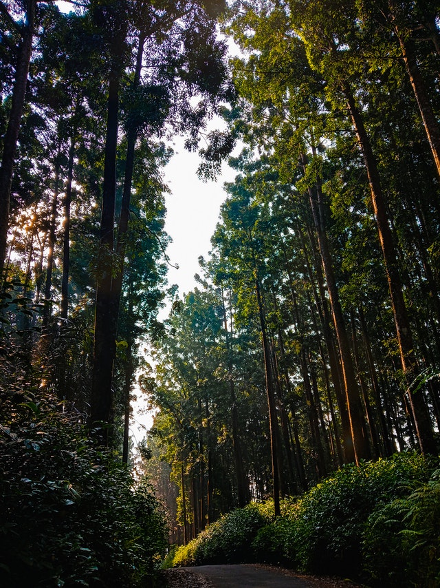 tall-trees-in-the-forest