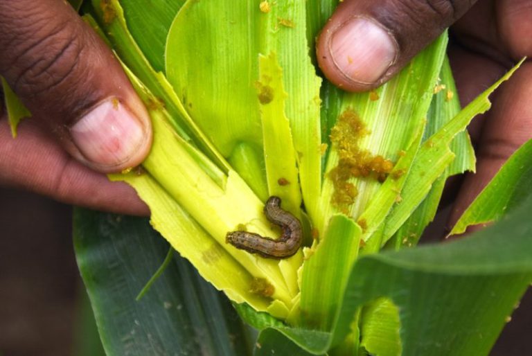 A picture of a fall armyworm caterpillar on a maize crop whorl