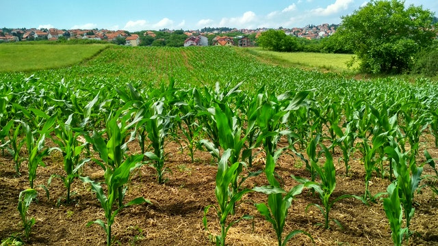 maize-corn-plant-on-field