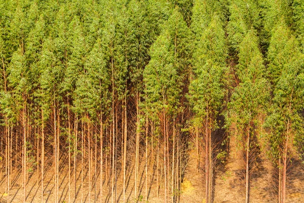 Eucalyptus plantation is an example of exotic timber plantation farming