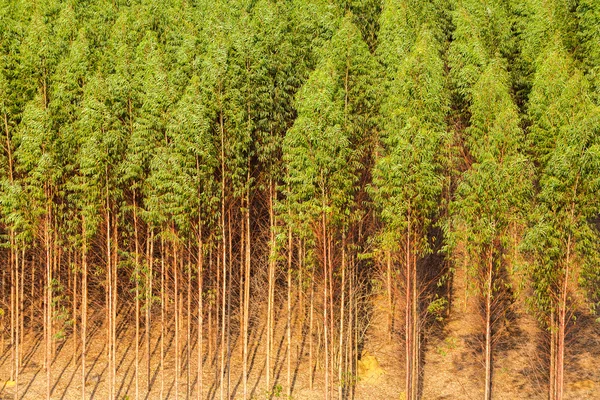 Eucalyptus plantation is an example of exotic timber plantation farming
