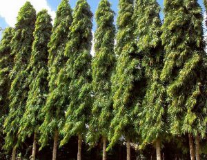 A row of Ashok trees