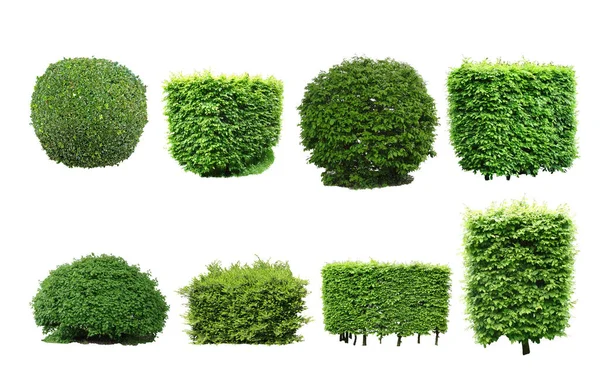 various landscaping shrubs in kenya