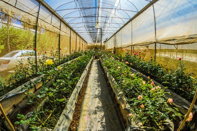 cut flowers growing in a greenhouse