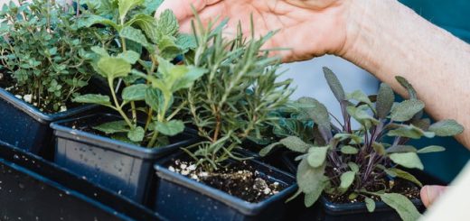 most profitable herbs to grow in Kenya
