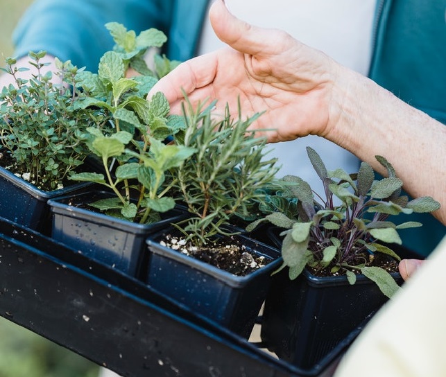 Small seedlings of Rosemary, Mint and other herbs in Kenya