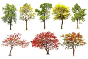 most popular ornamental trees from around the globe, with yellow and red flowers