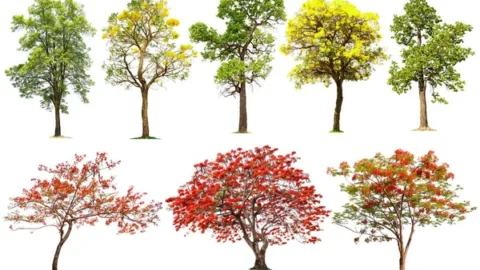 most popular ornamental trees from around the globe, with yellow and red flowers