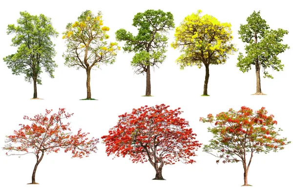 A collection of ornamental trees in kenya with yellow and red flowers