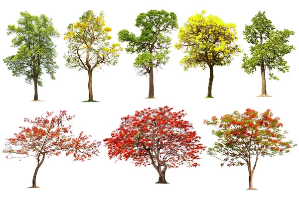 most popular ornamental trees from around the globe, with yellow and red flowers