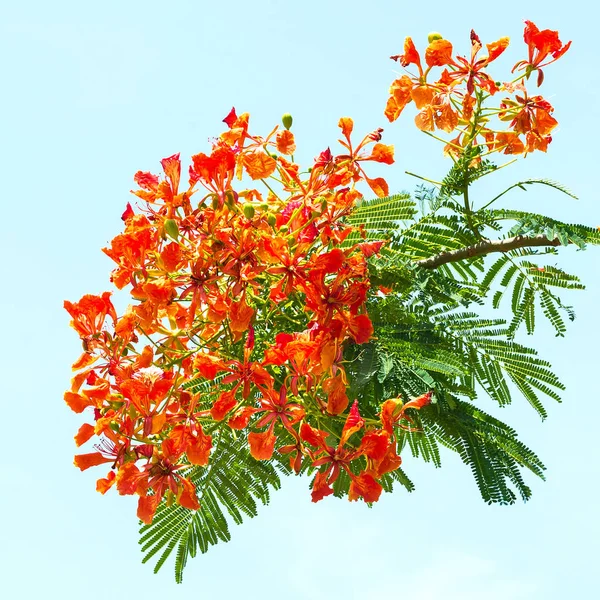 Royal Poinciana flowers