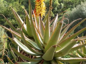 lose-up-photo-of-a-flowering-aloe-vera-plant