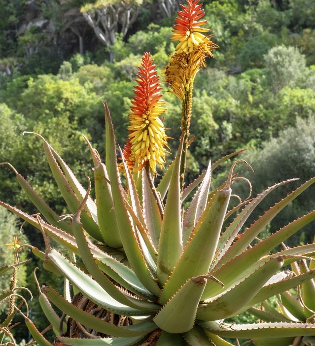 lose-up-photo-of-a-flowering-aloe-vera-plant