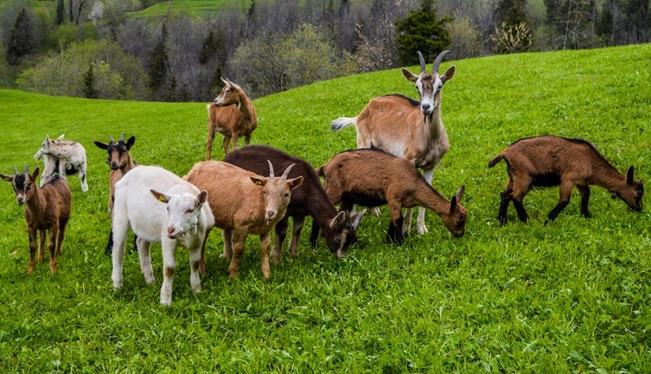 Goat Farming In Kenya; Which Are the Best Breeds?