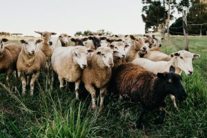 herd-of-cute-sheep