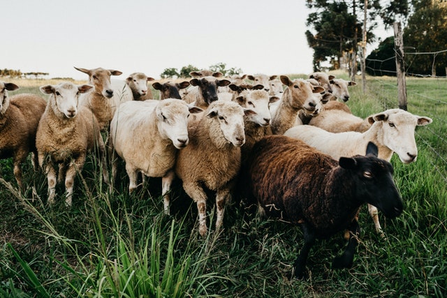 Which are the best sheep breeds in Kenya?