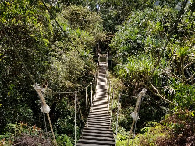 Hiking bridge pathway between trees