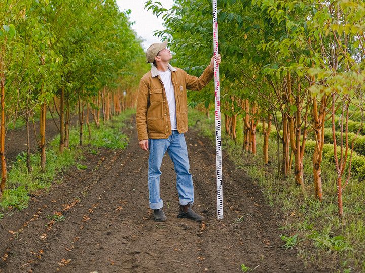 A man in brown jacket and blue jeans measuring height of trees