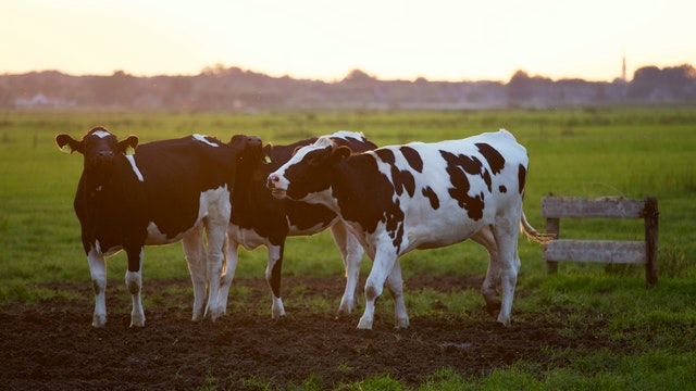A herd of dairy cattle in a green field
